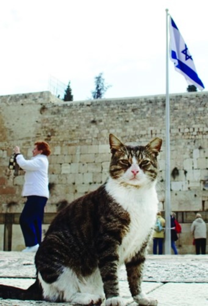 It is estimated that there are nearly 2 million cats on the streets of Israel.